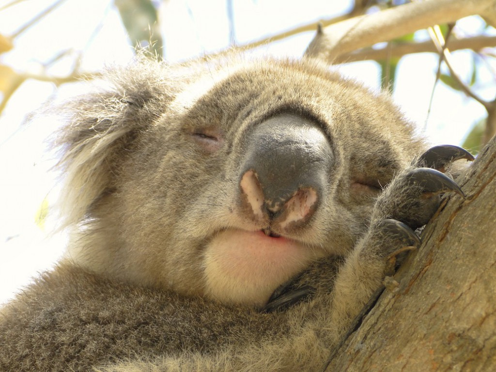 Koala-Danisio-klein